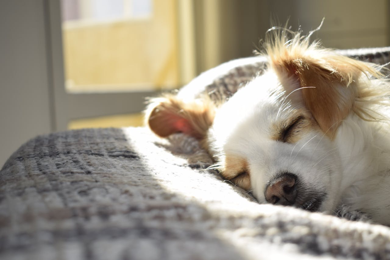 How to Train Your Dog to Sleep in Their Bed