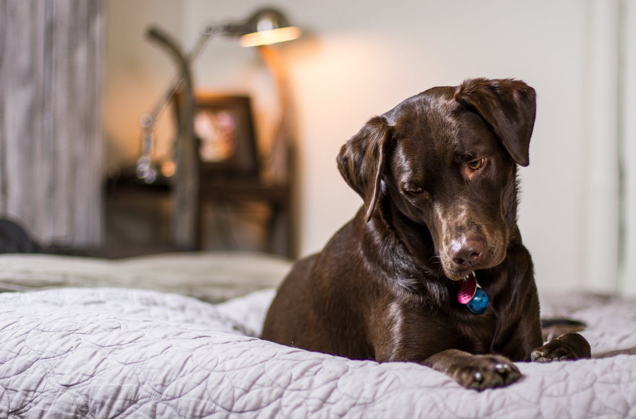 How to Train Your Dog to Sleep in Their Bed