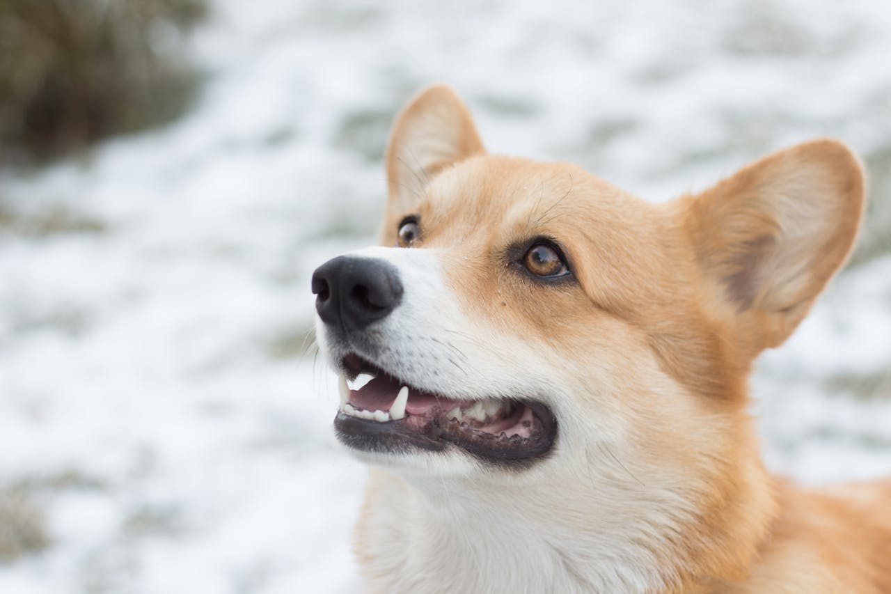 10 Training Exercises to Keep Your Dog Active in Winters