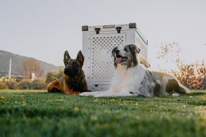 Crate Training 101: A Guide for Dog Parents