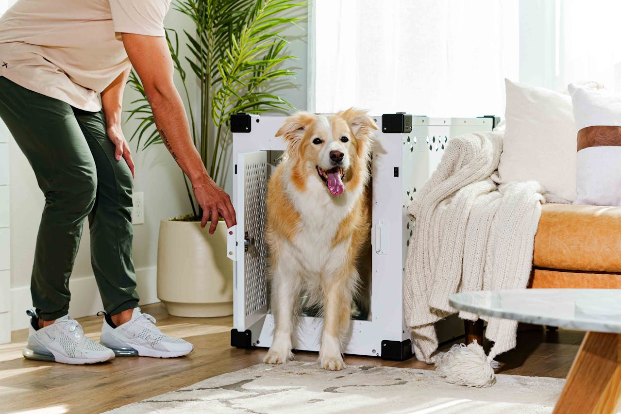 Crate Training 101: A Guide for Dog Parents