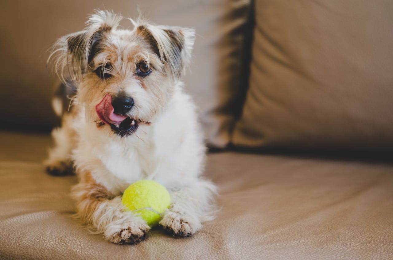 Enrichment Activities for Dogs