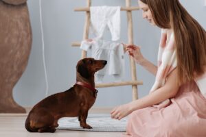 Role of Routine in Training Dogs