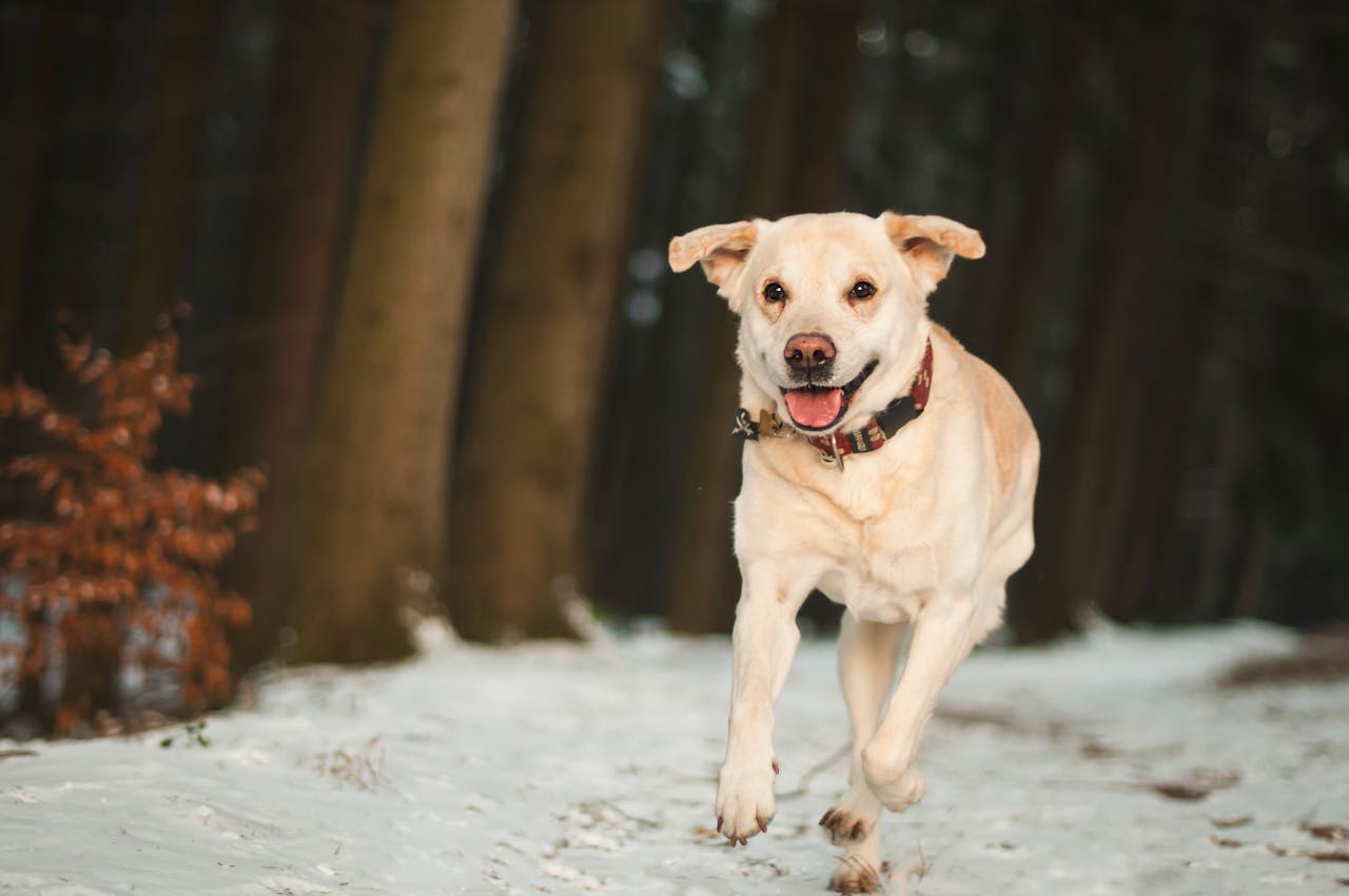 How Weather Can Impact Dog Training