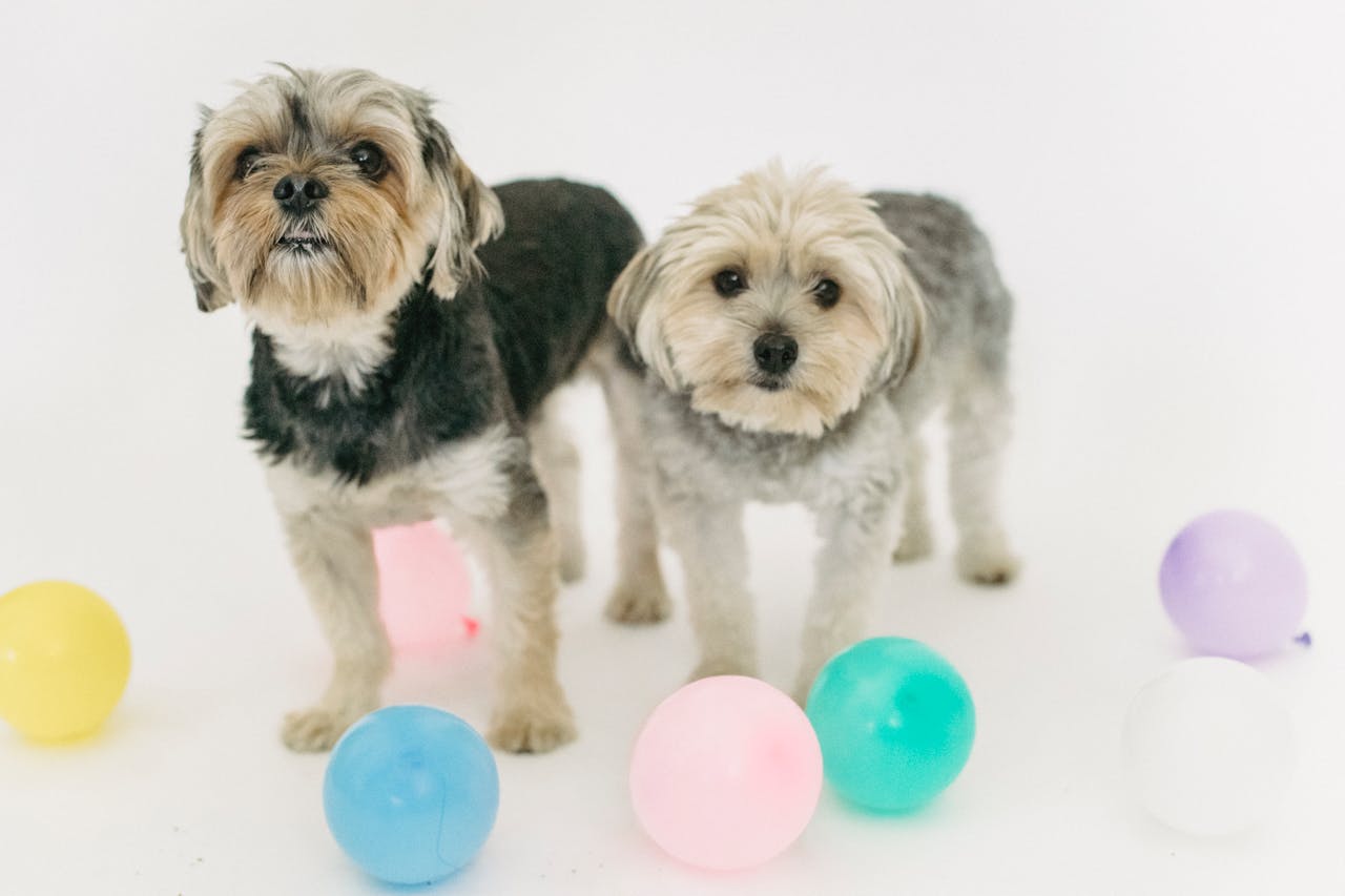 Enrichment Activities for Dogs