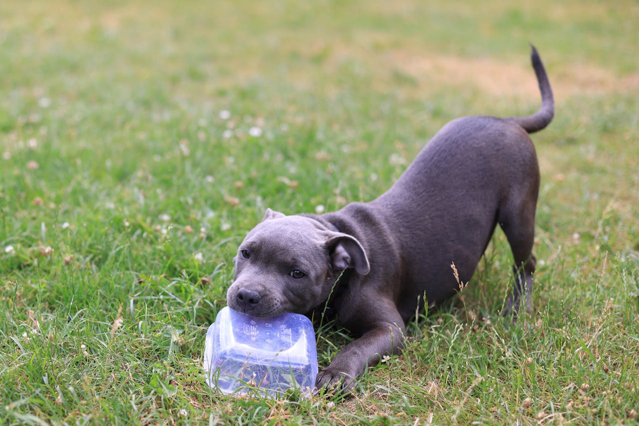 Destructive Chewing in Puppies