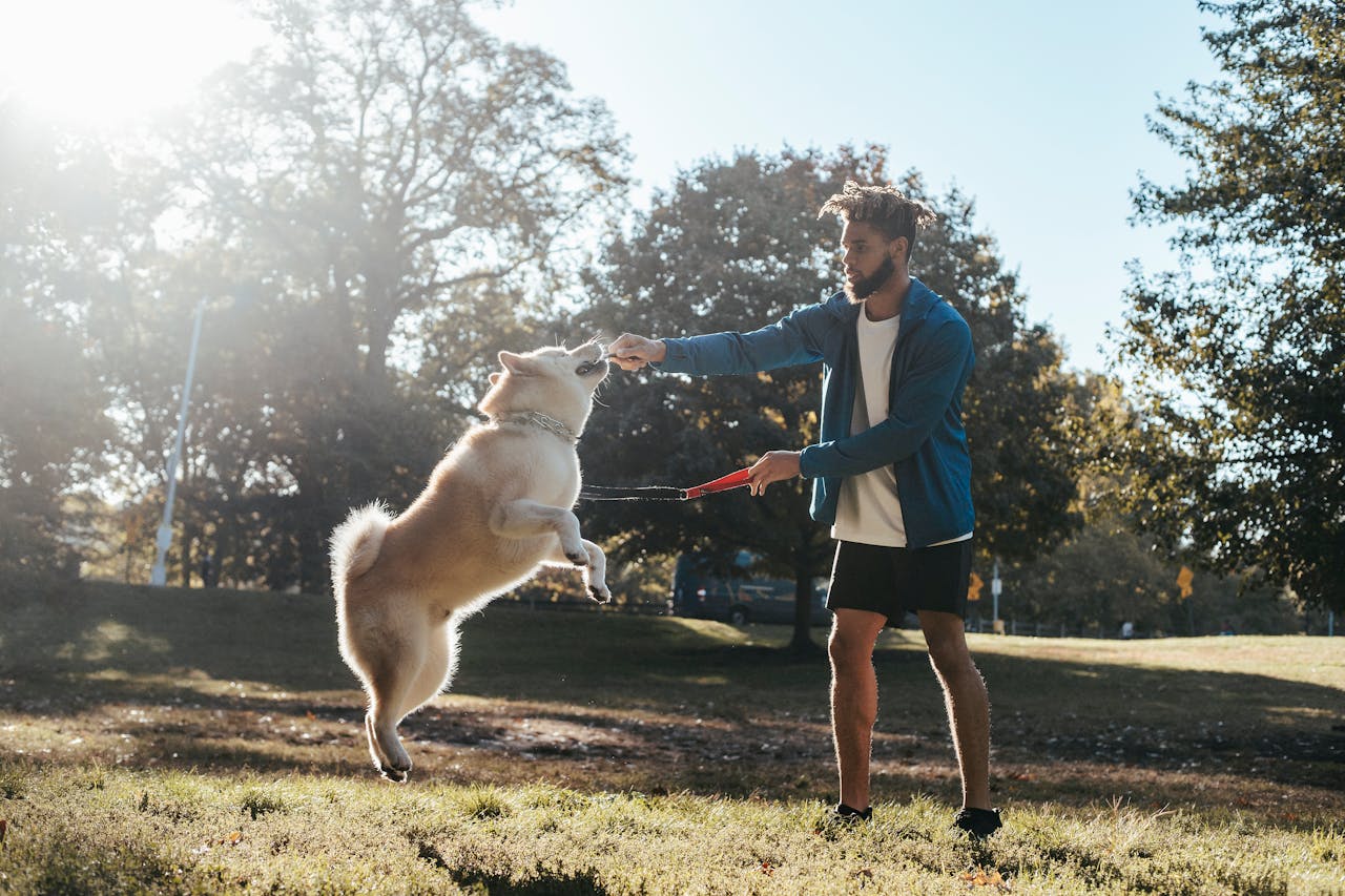 How Weather Can Impact Dog Training