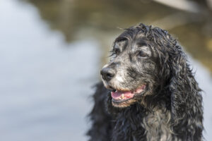 Training Senior Dogs