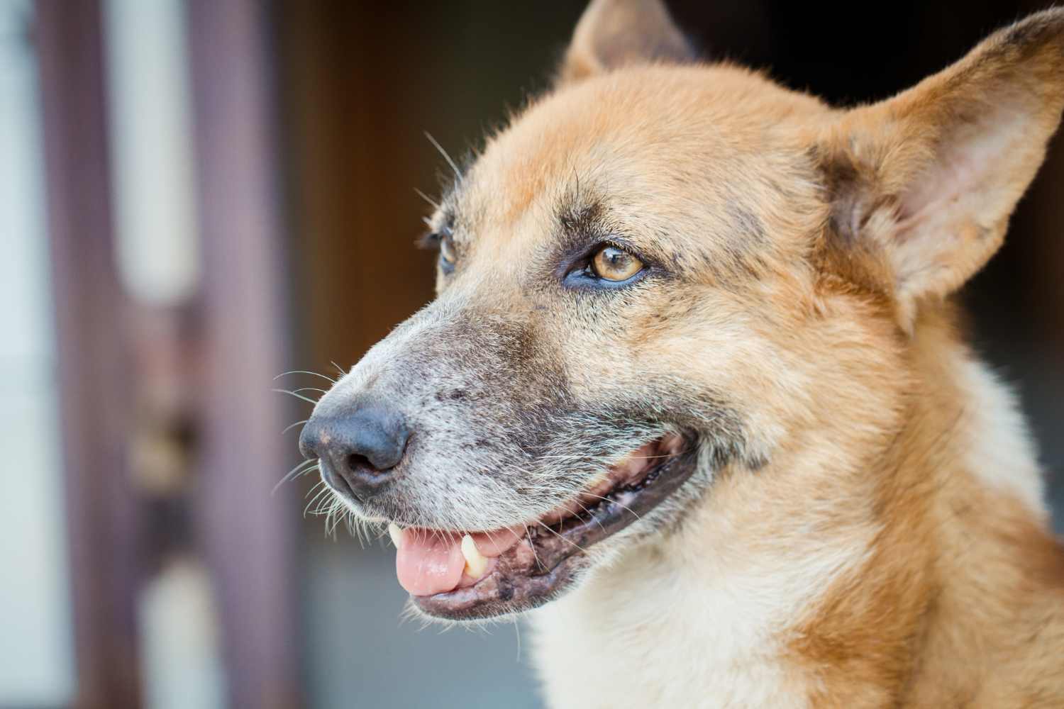 Training Senior Dogs