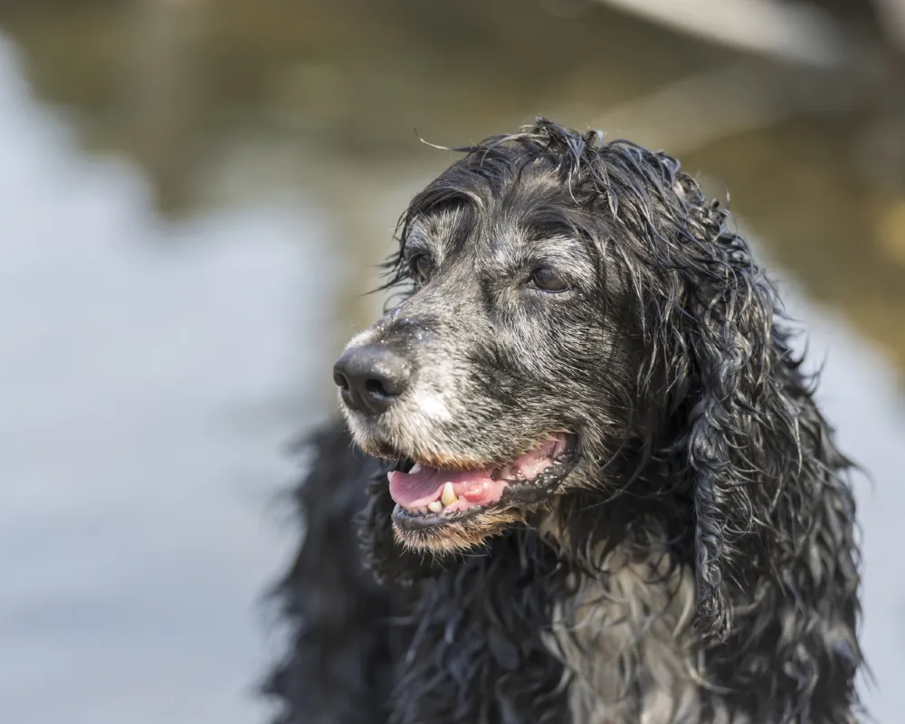 Training Senior Dogs