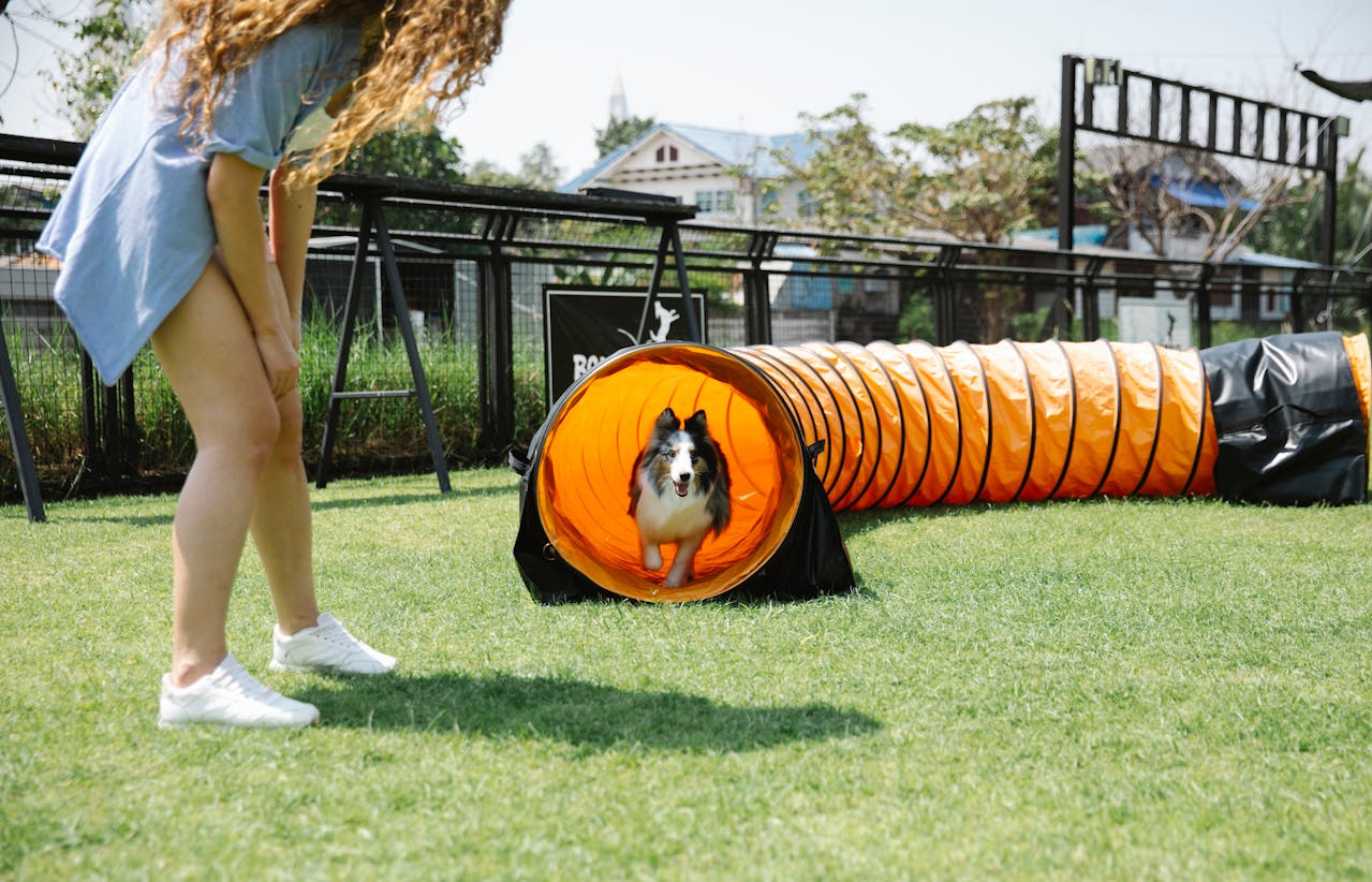 Training Dogs for Agility Sports