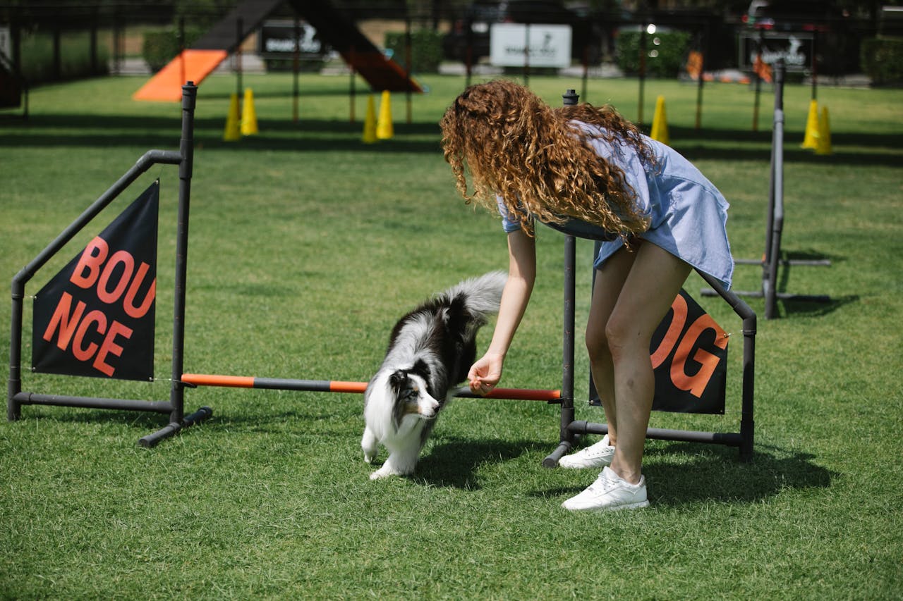 Training Dogs for Agility Sports