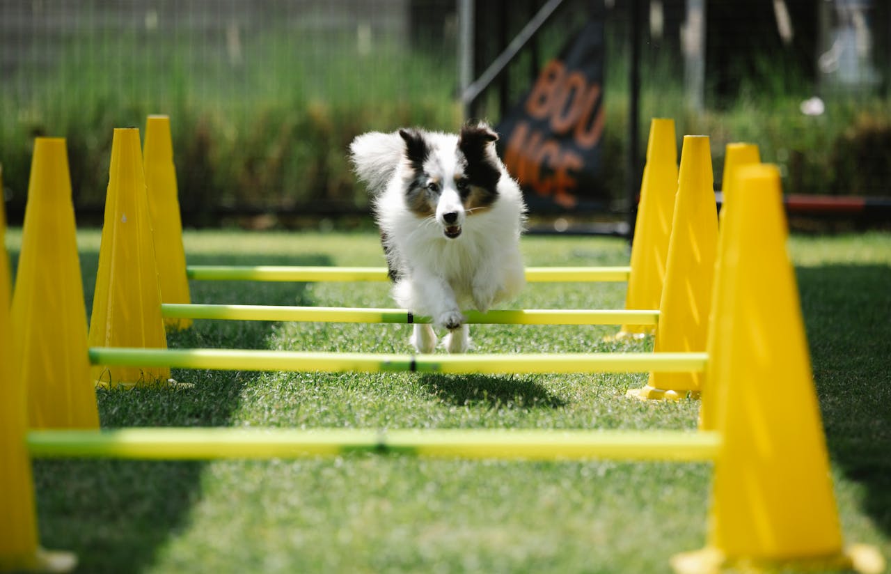 Training Dogs for Agility Sports