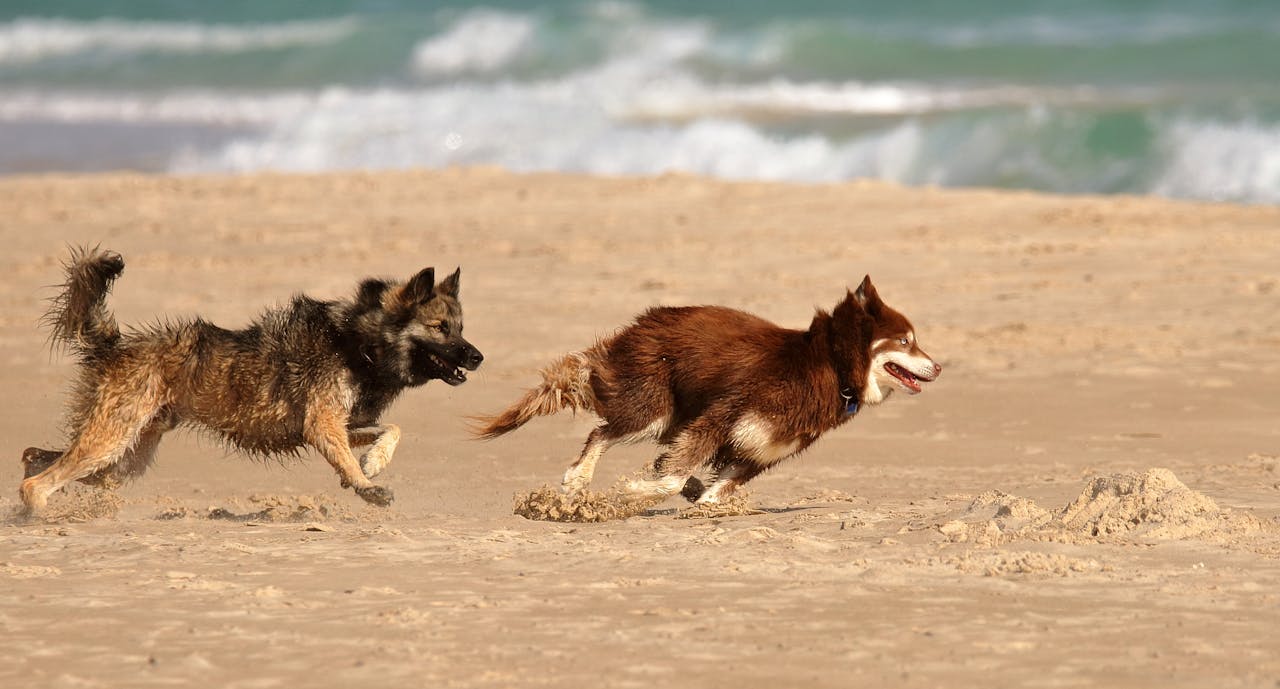 Advanced Recall Training Techniques