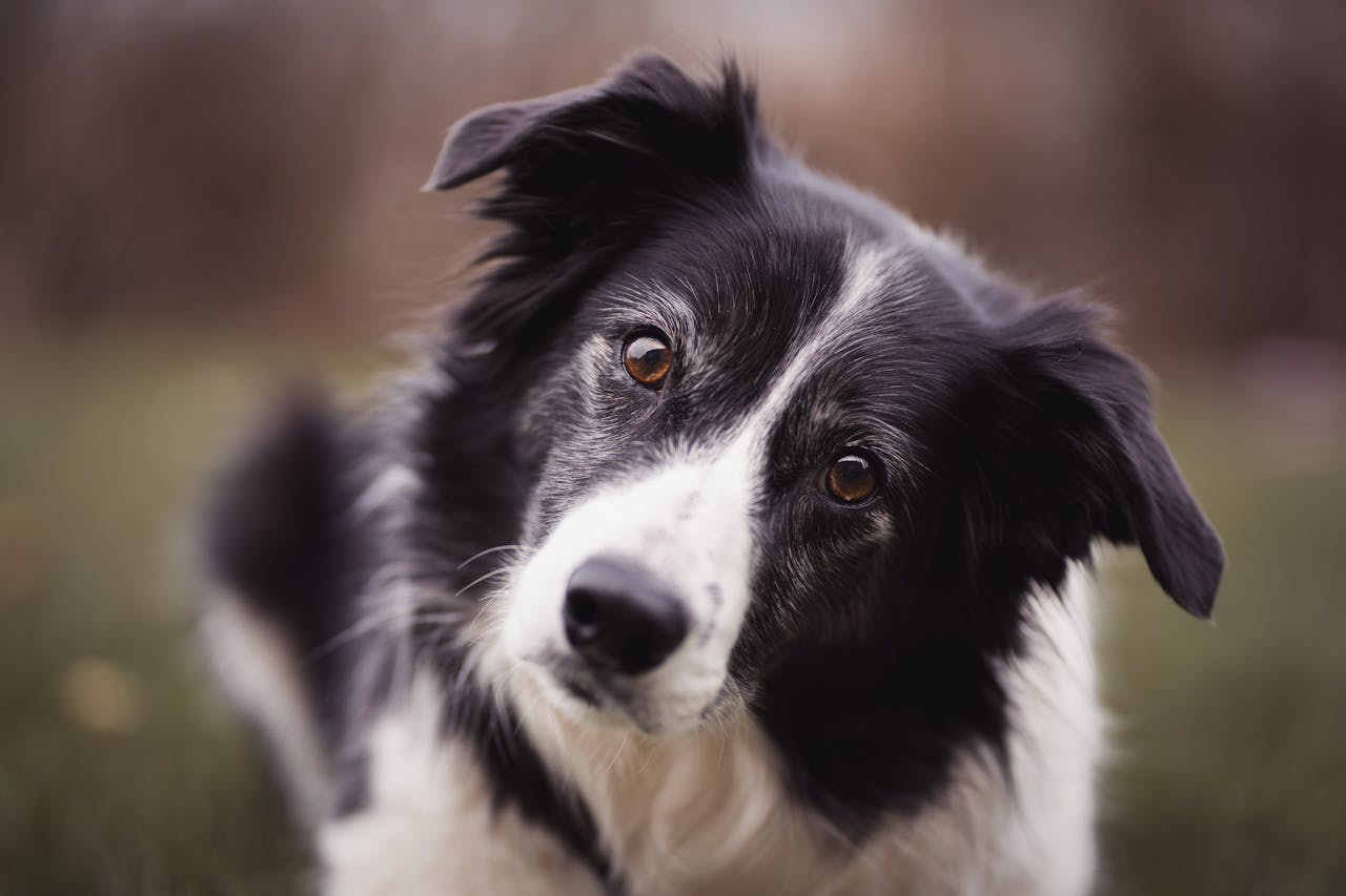 Mental Stimulation for Dogs