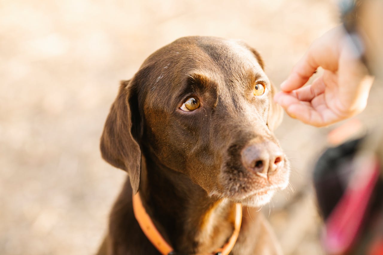 Dog Training Tips for Pet Owners