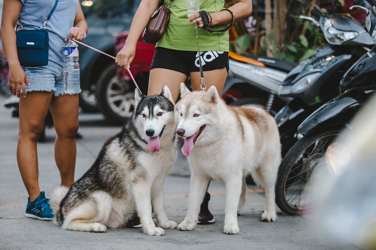 Stop Dog Pulling on Leash