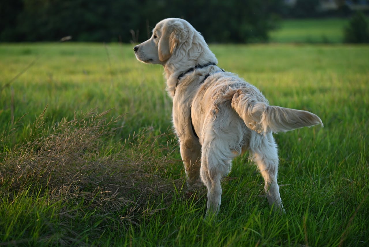Aggression in Dogs