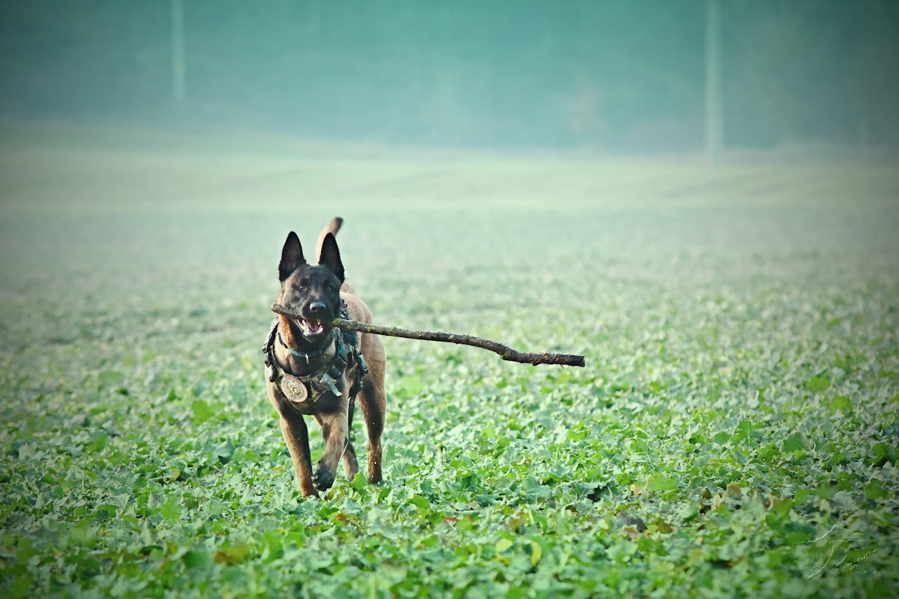 Speed Up Dog Training Progress