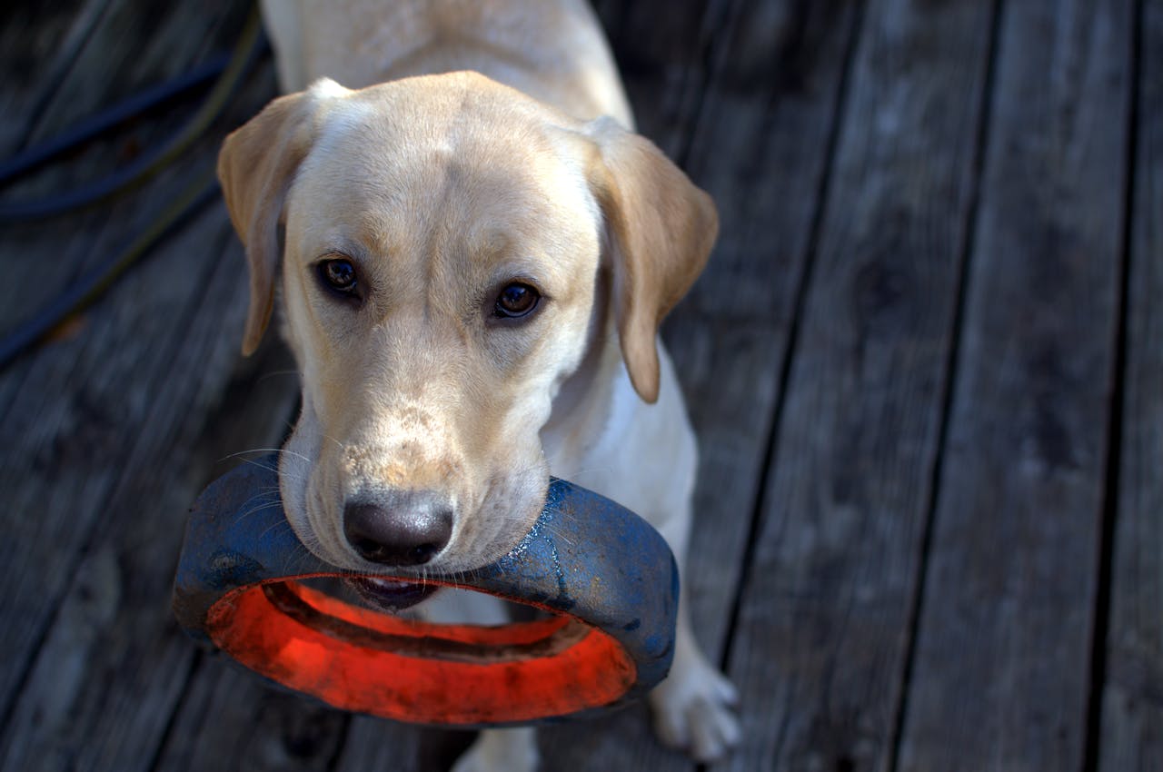 Mental Stimulation for Dogs
