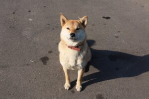 Aggression in Dogs