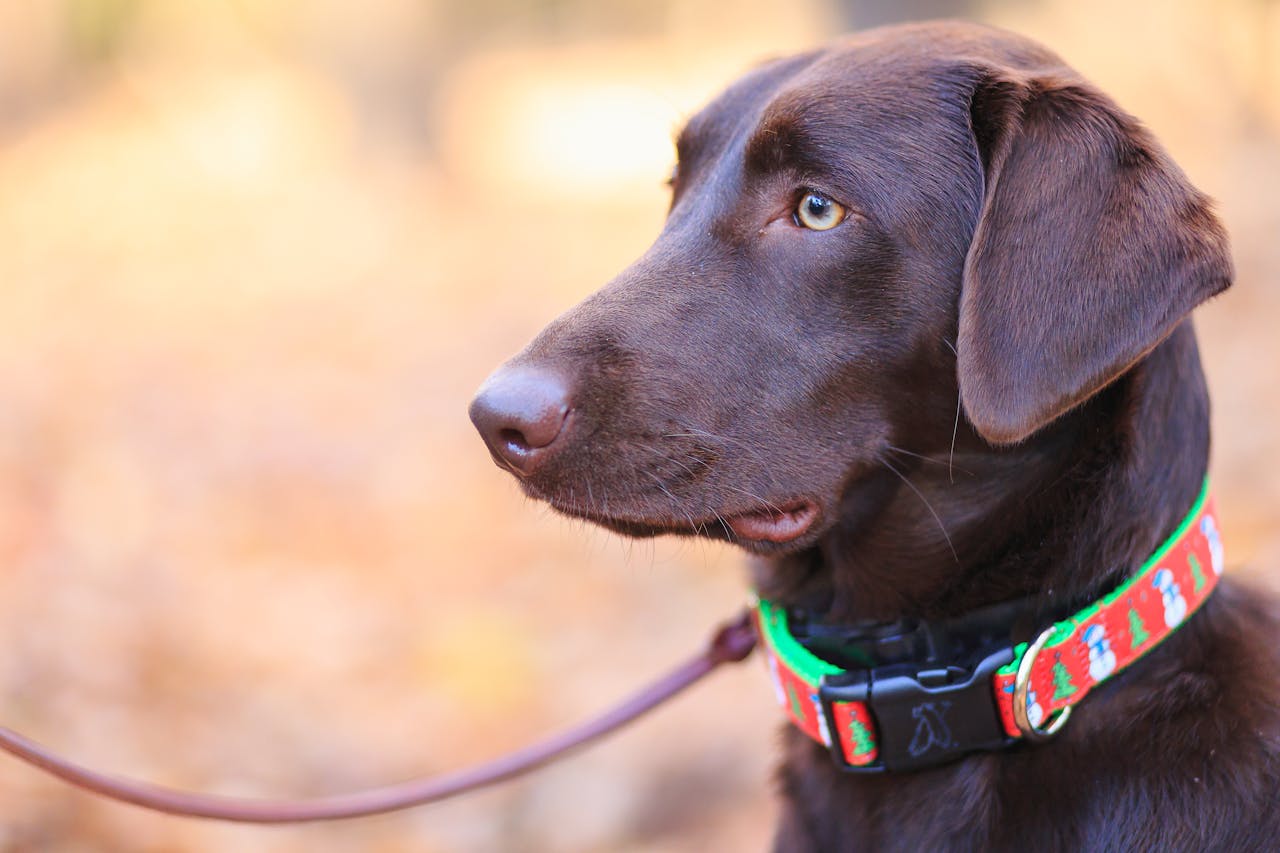 Stop Dog Pulling on Leash