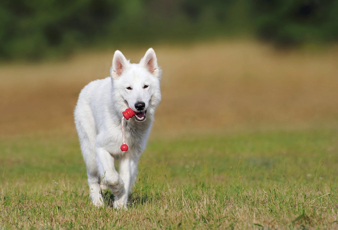 Dog Training Tips for Pet Owners