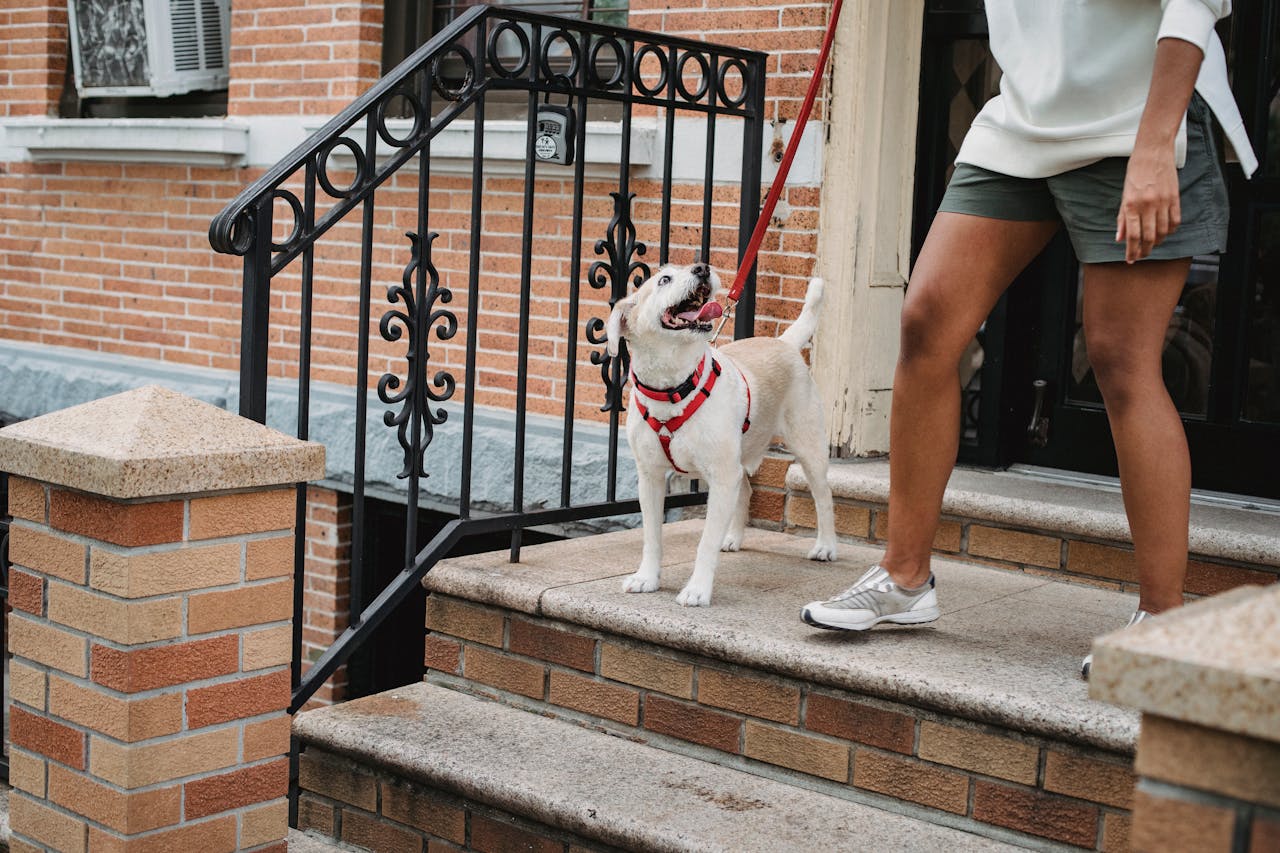 Urban Dog Training