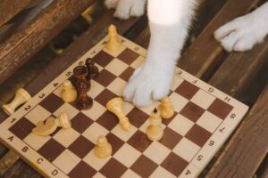 Mental Stimulation for Dogs