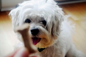 Raising a Well-Behaved Puppy