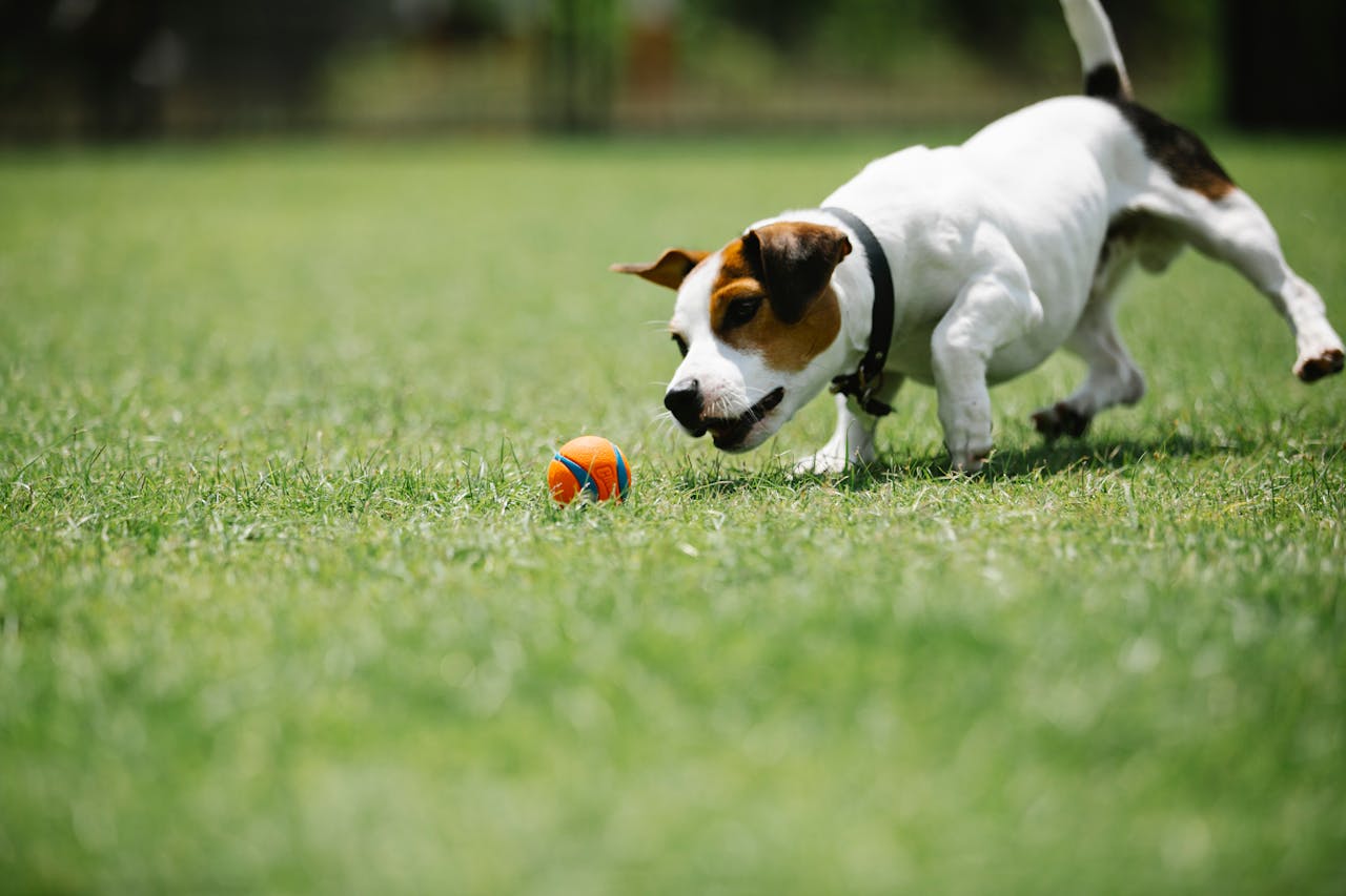 Teach Dog to Fetch