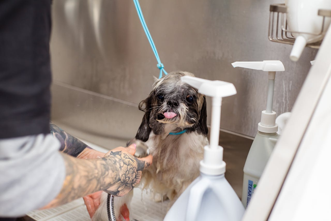 Dog Grooming Tips for Training