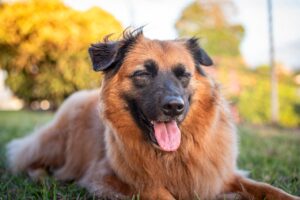 Training Rescue Dogs