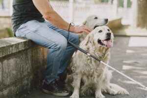Service Dog Training