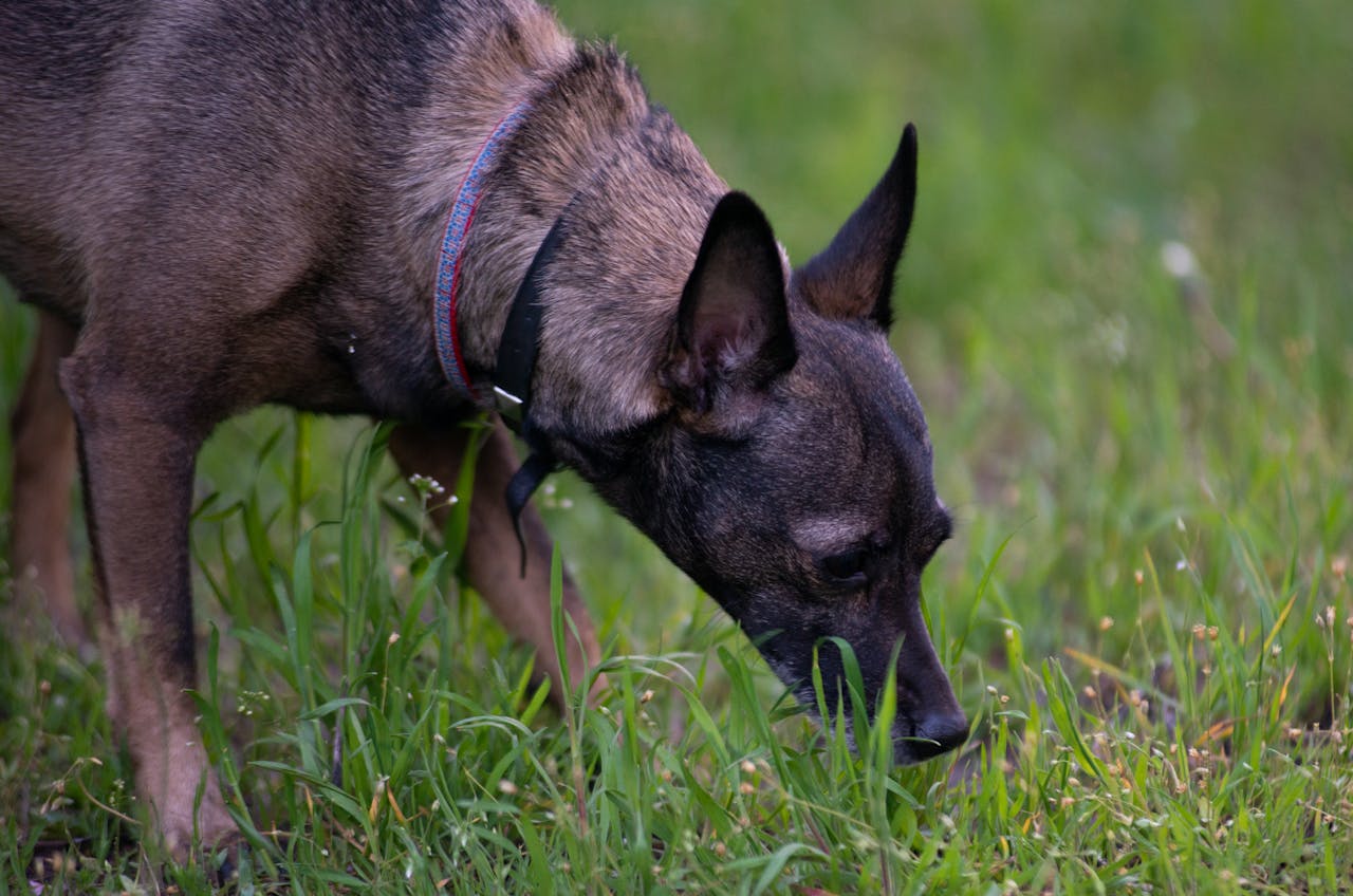 Scent Training for Dogs