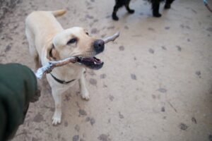Teach Dog to Fetch