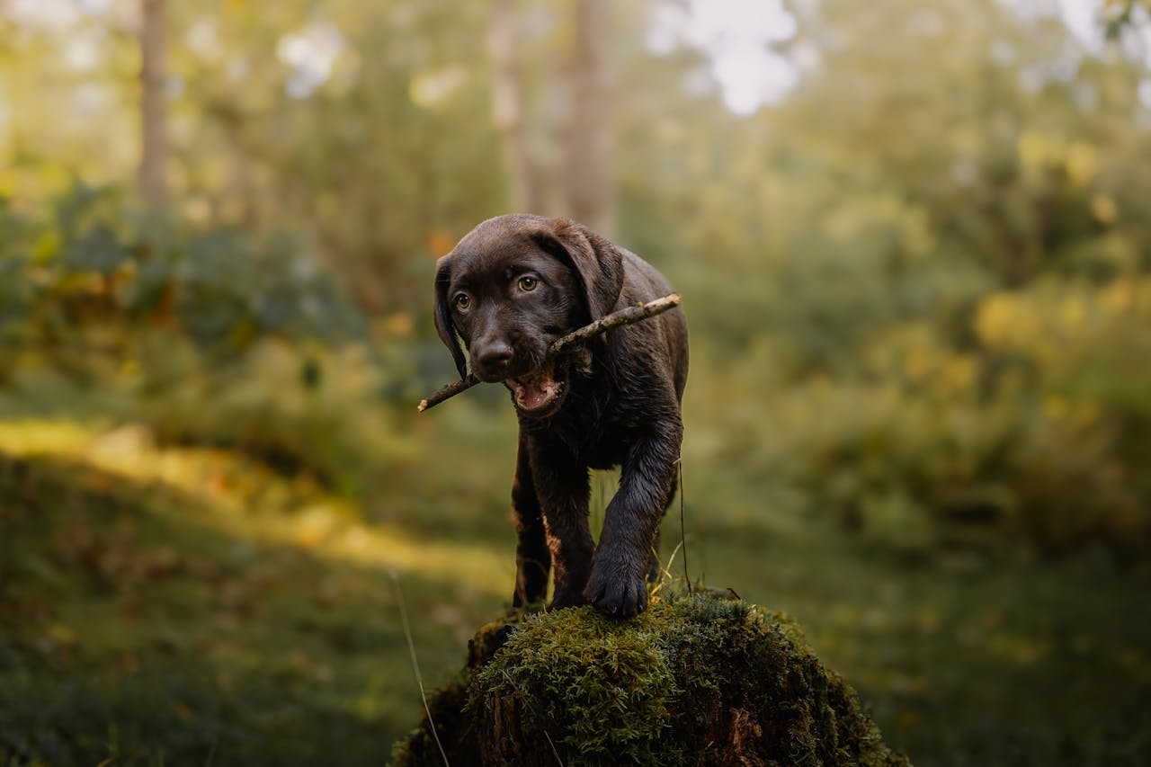 Raising a Well-Behaved Puppy