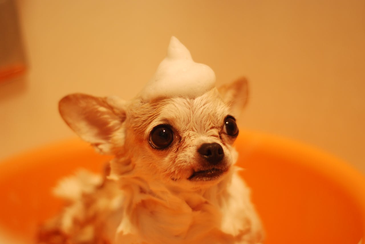 Dog Grooming Tips for Training