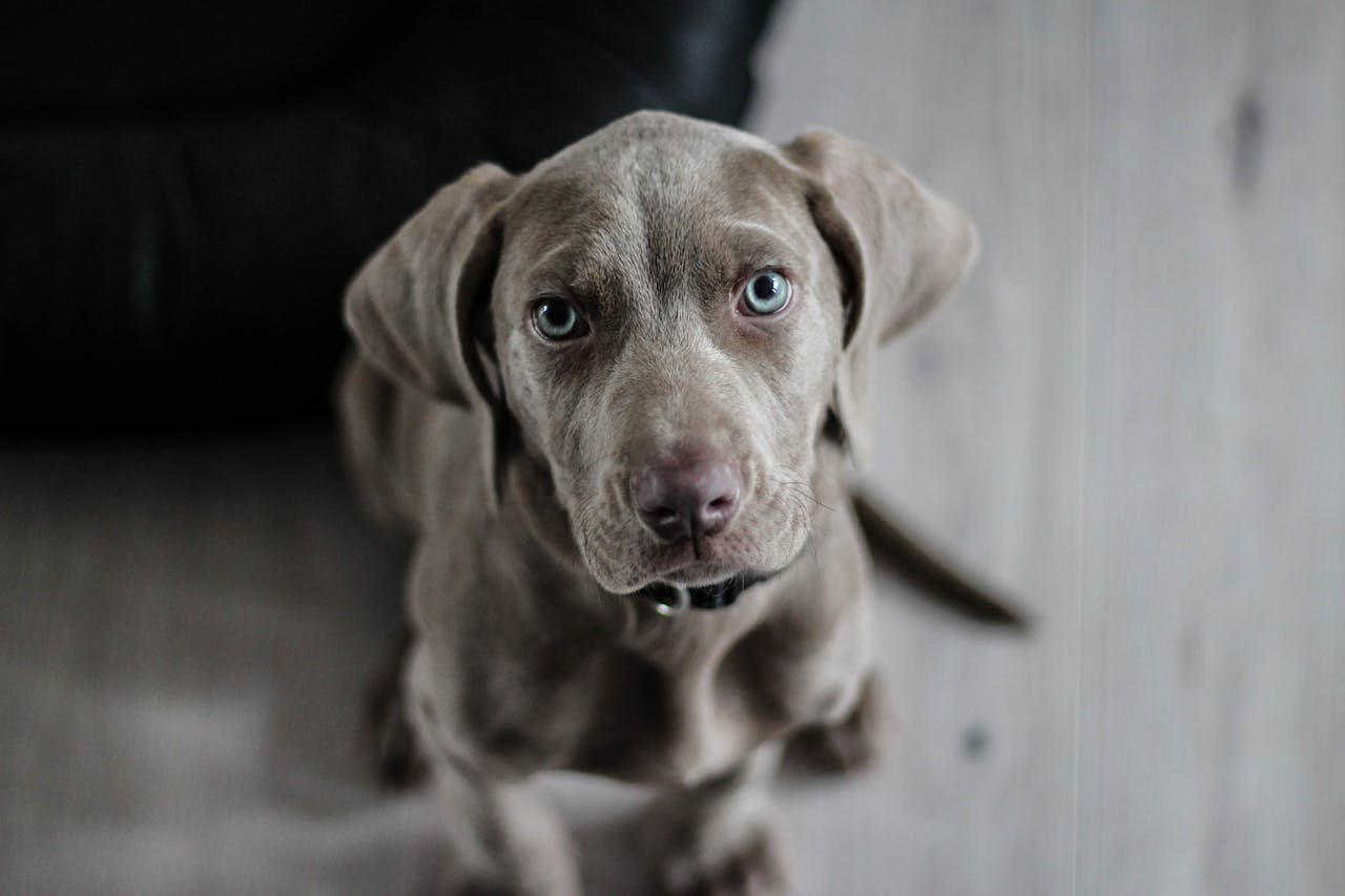 Raising a Well-Behaved Puppy