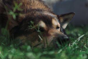 Scent Training for Dogs