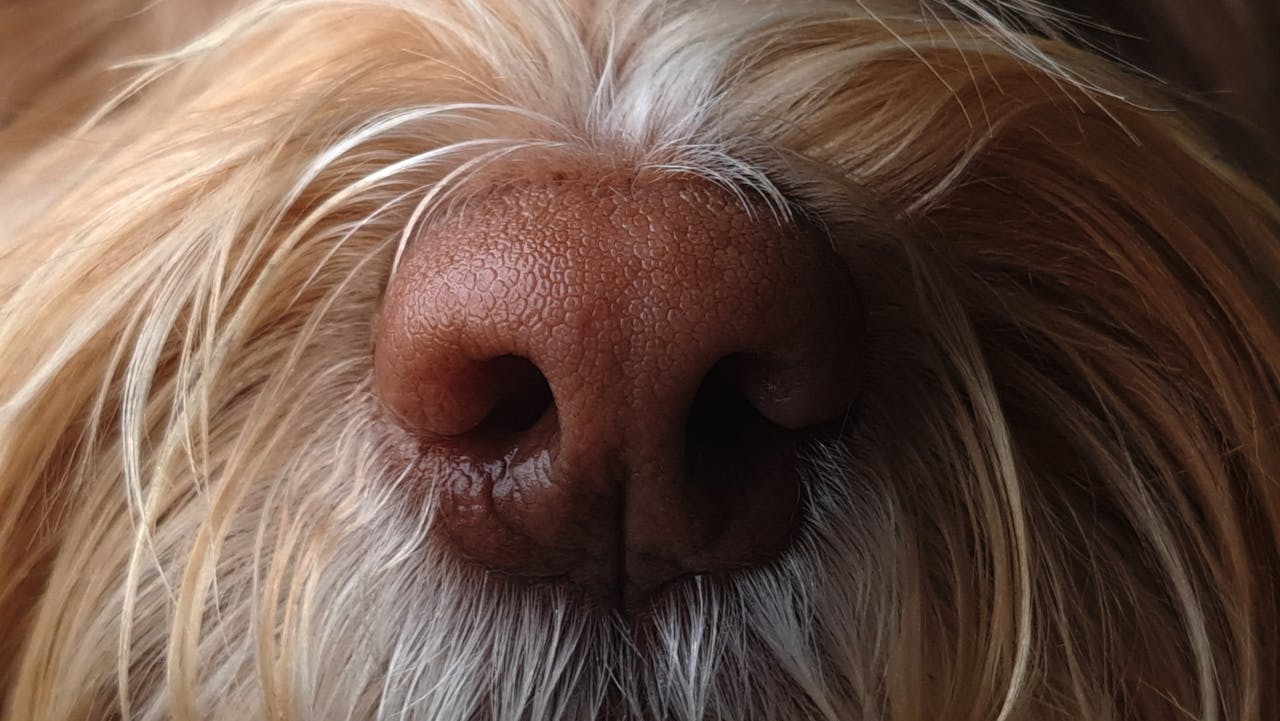 Scent Training for Dogs