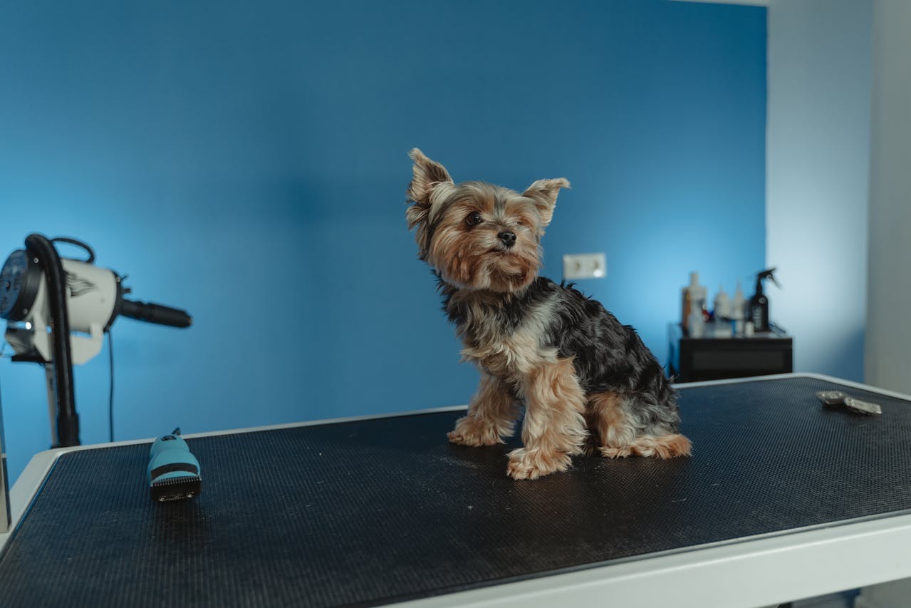 Dog Grooming Tips for Training