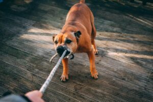 Dog Training Setbacks