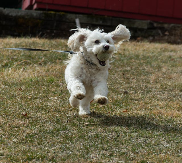 Dog Training Setbacks