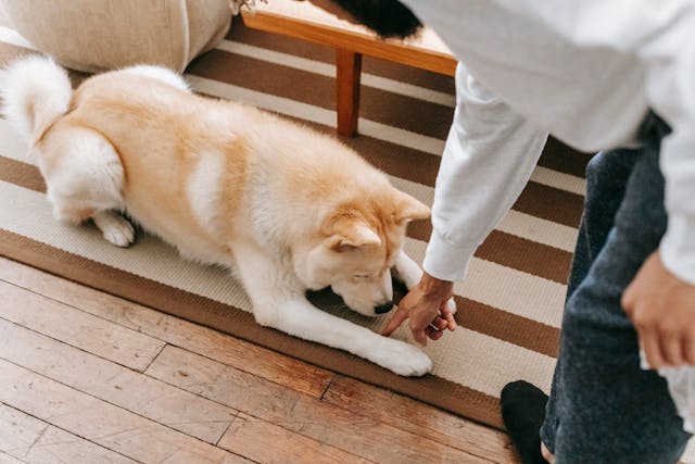 Dog Training Setbacks