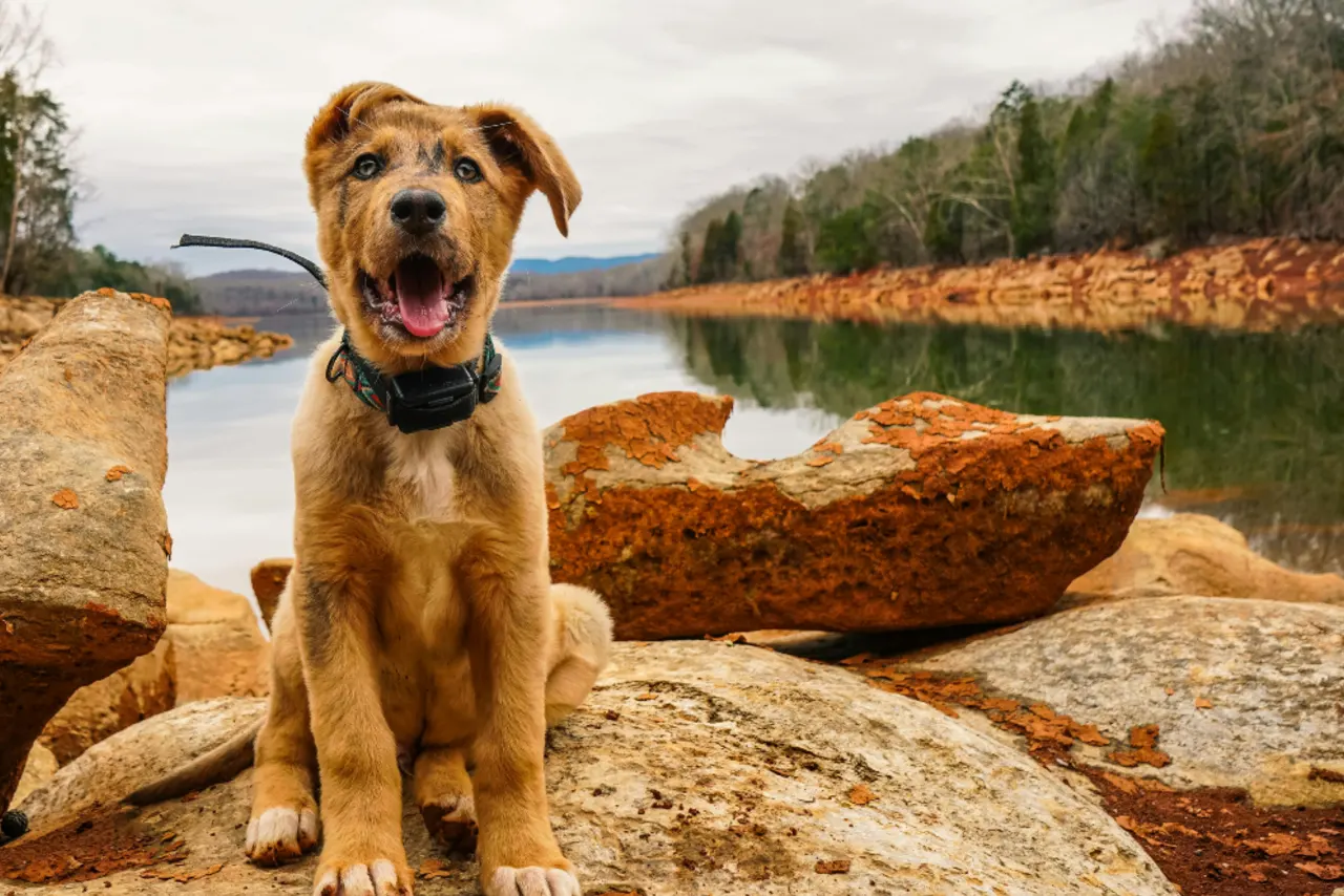 What Is an E-Collar for Dogs