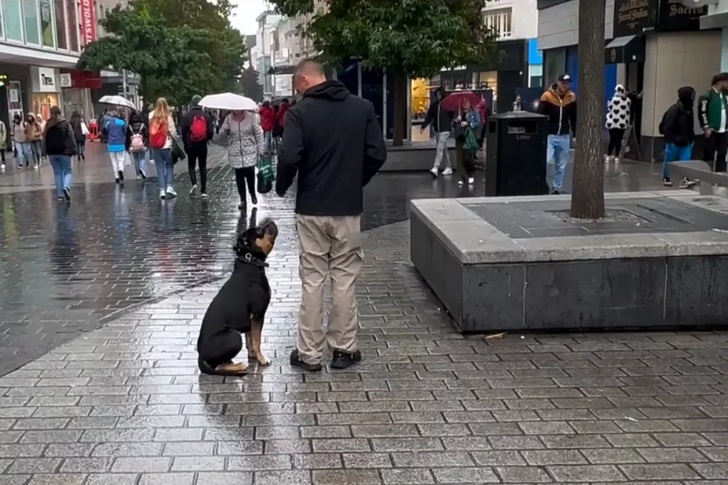 professional dog training
