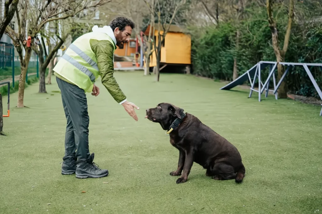 professional trainer with a dog wearing an e-collar