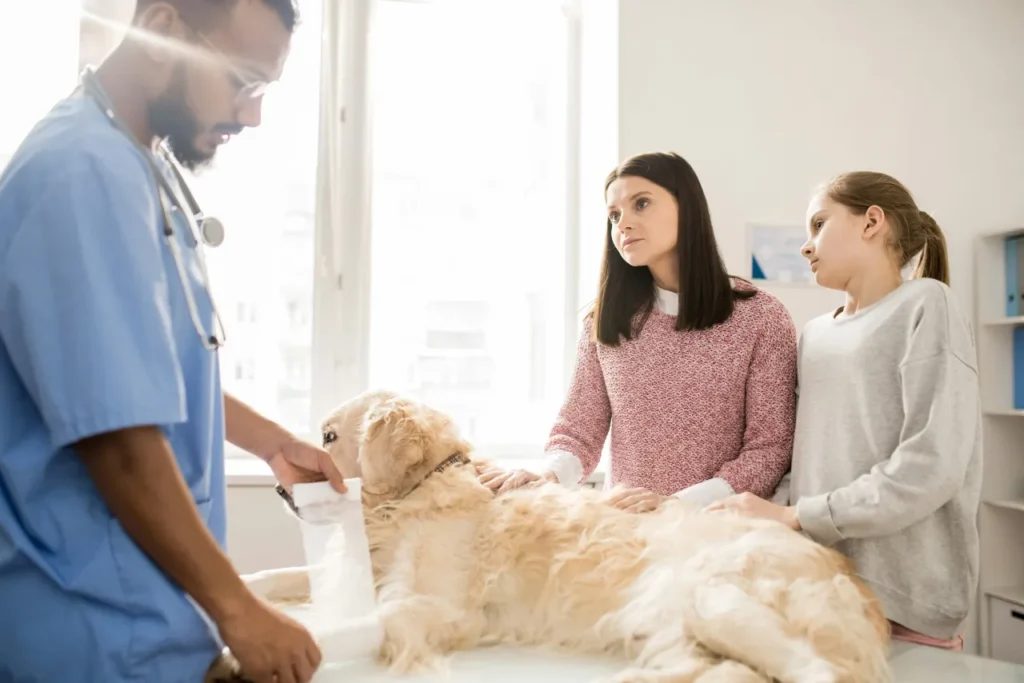 Little girl and her mother consulting with professional veterinarian putting bandage on paw of sick dog