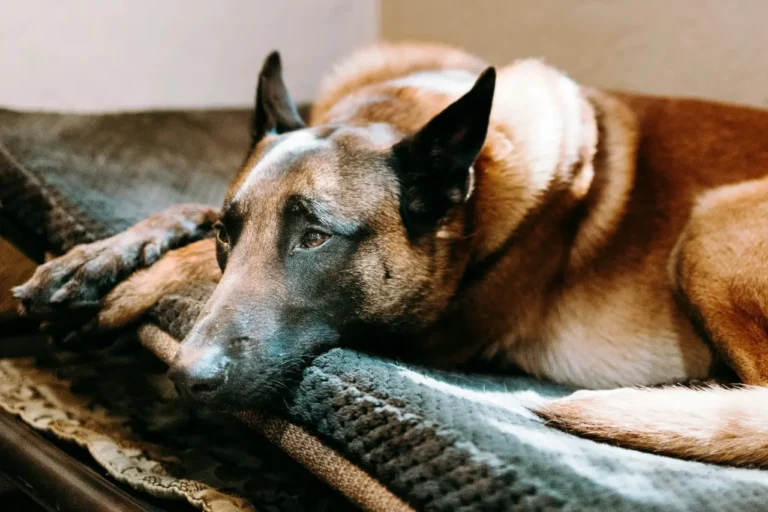 When Is A Dog Considered A Senior